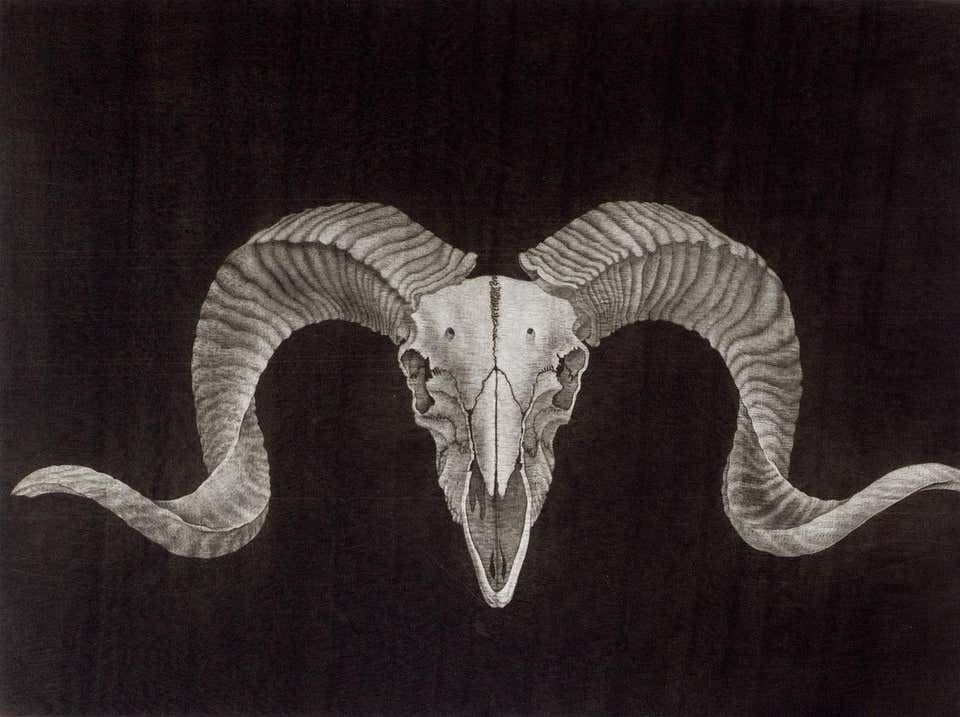 Sharon Augusta Mitchell Ram Skull mezzotint 18"x 24" 1990