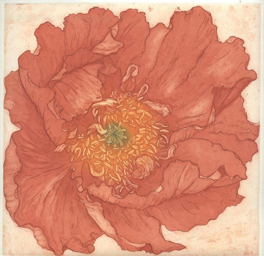 Stephanie Martin,  Colibri Poppy,  Aquatint etching  12 in x 12 in,  2020